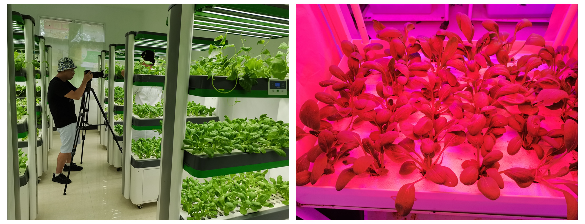 植物工厂.jpg